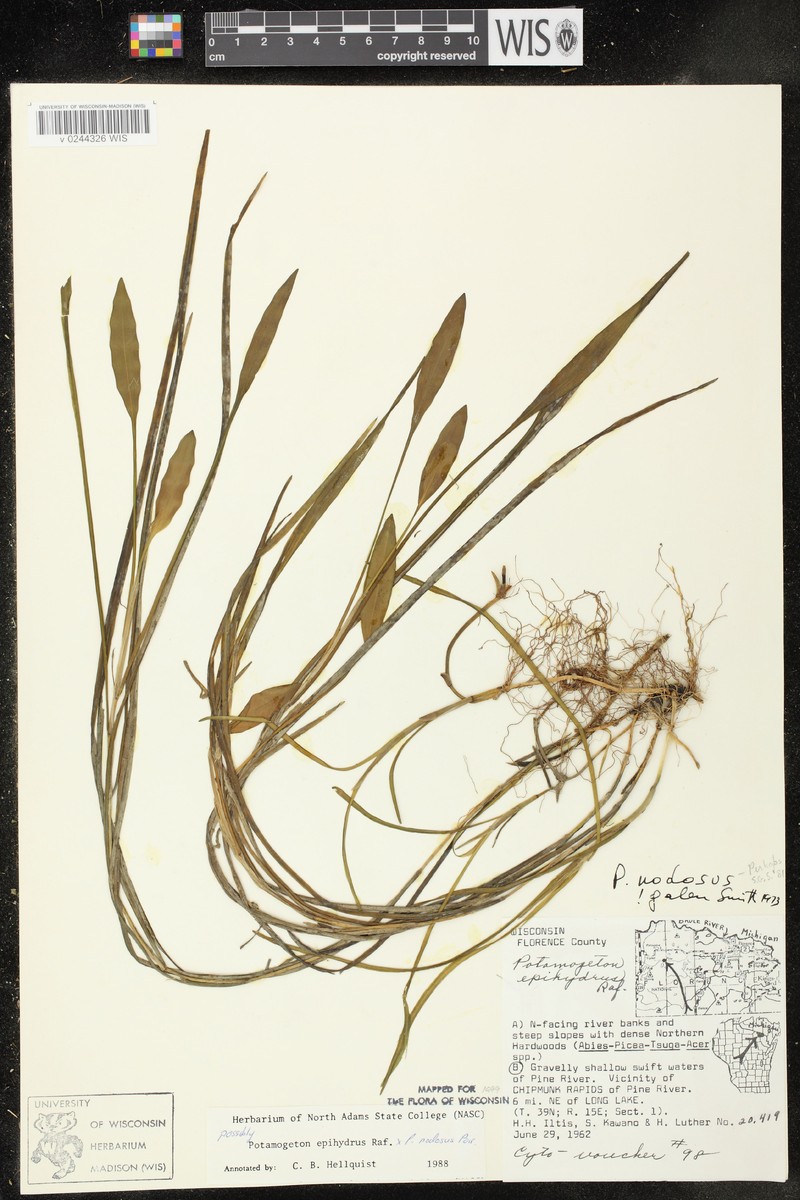 Pondweed photo 3