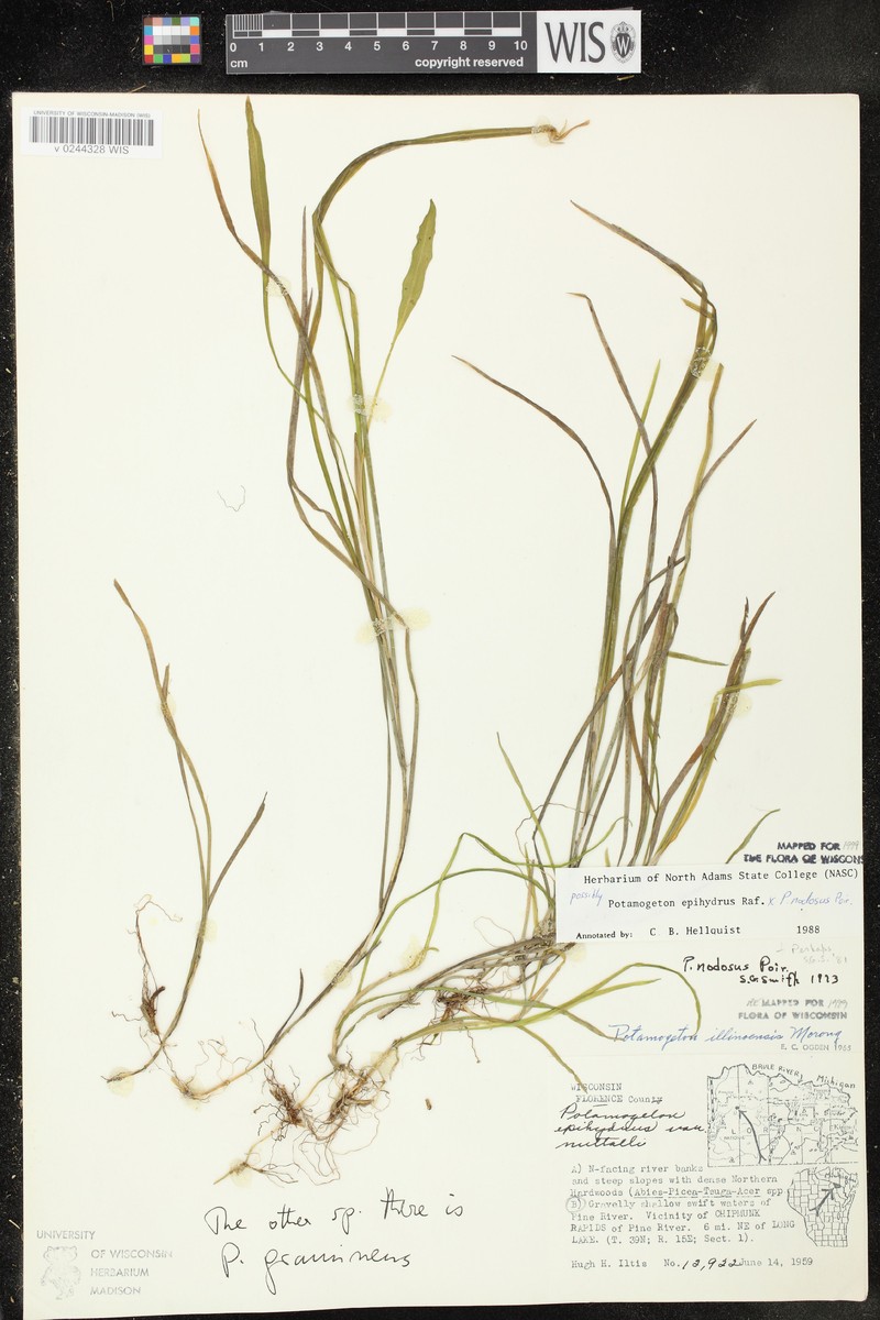 Pondweed photo 4