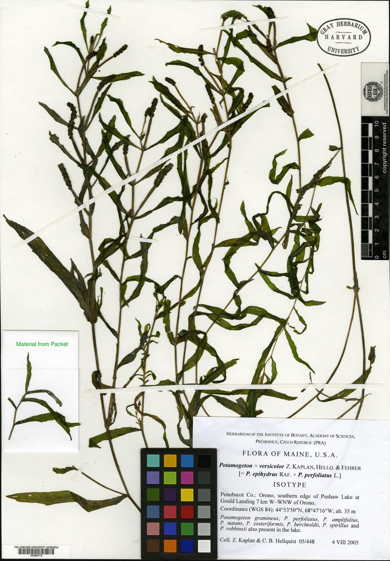 Potamogeton versicolor