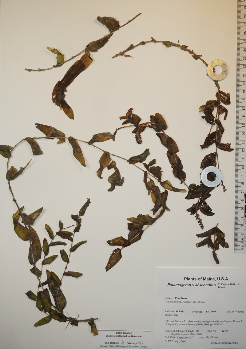 Potamogeton absconditus