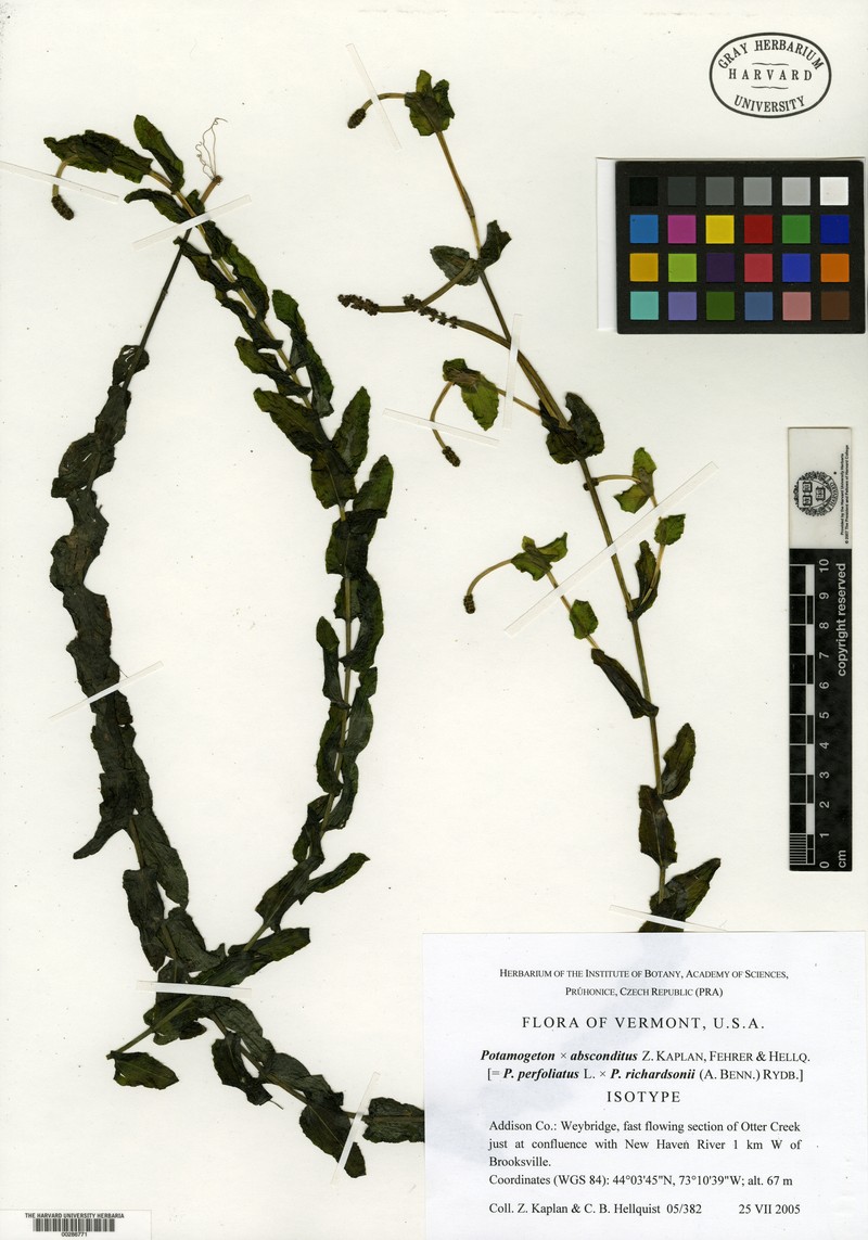 Potamogeton absconditus photo 2