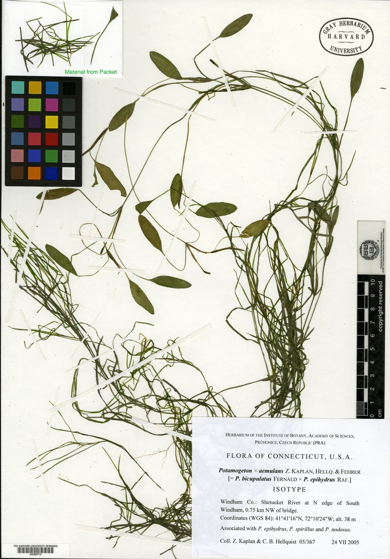 Potamogeton aemulans