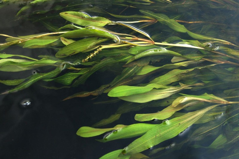 Alpine Pondweed