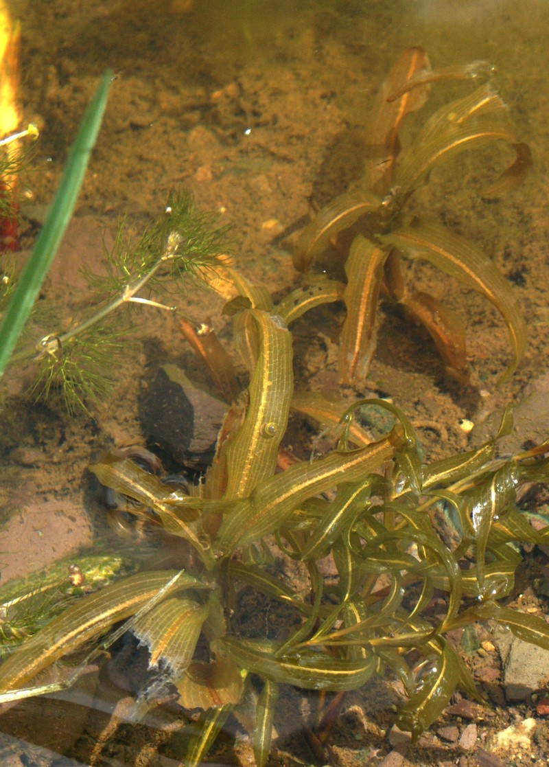 Alpine Pondweed photo 5