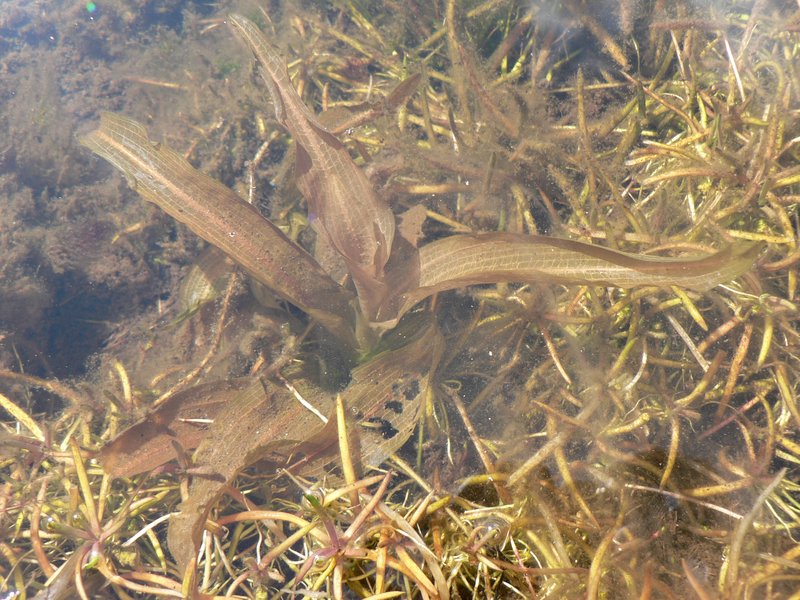 Alpine Pondweed photo 6