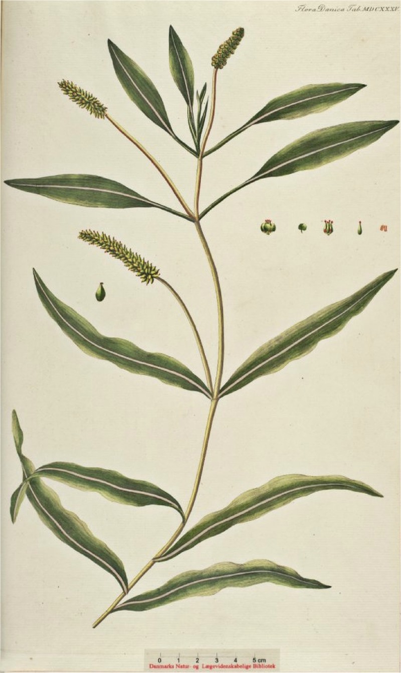 Alpine Pondweed photo 2