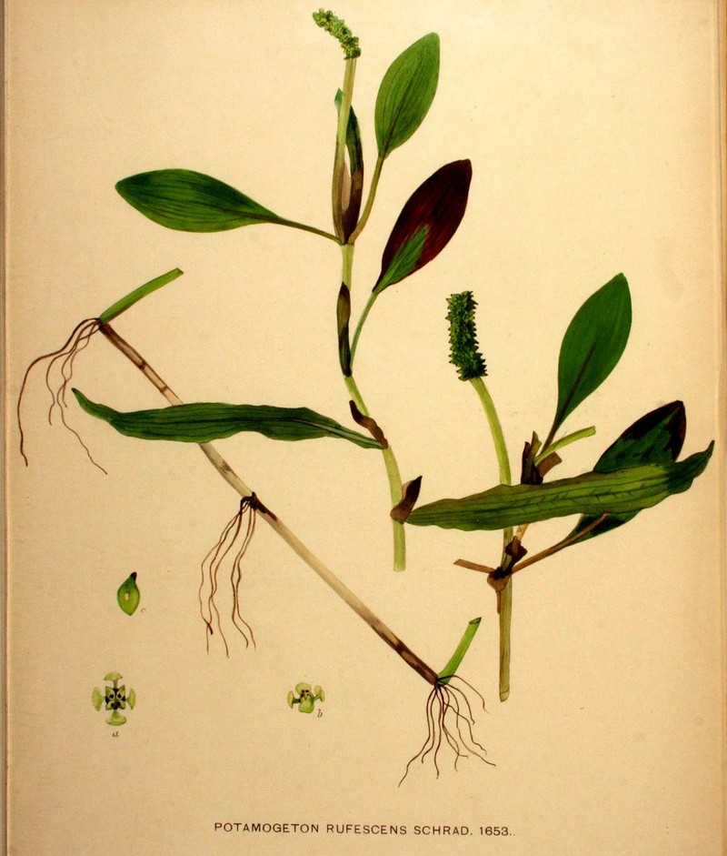 Alpine Pondweed photo 3