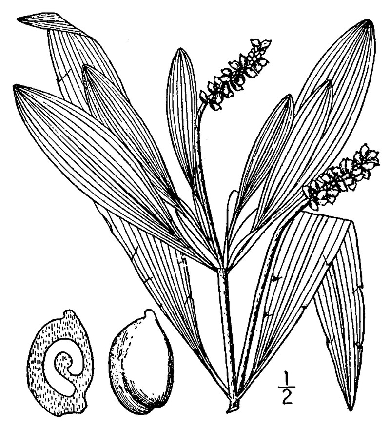 Alpine Pondweed photo 4