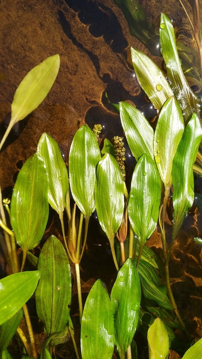 Alpine Pondweed photo 5