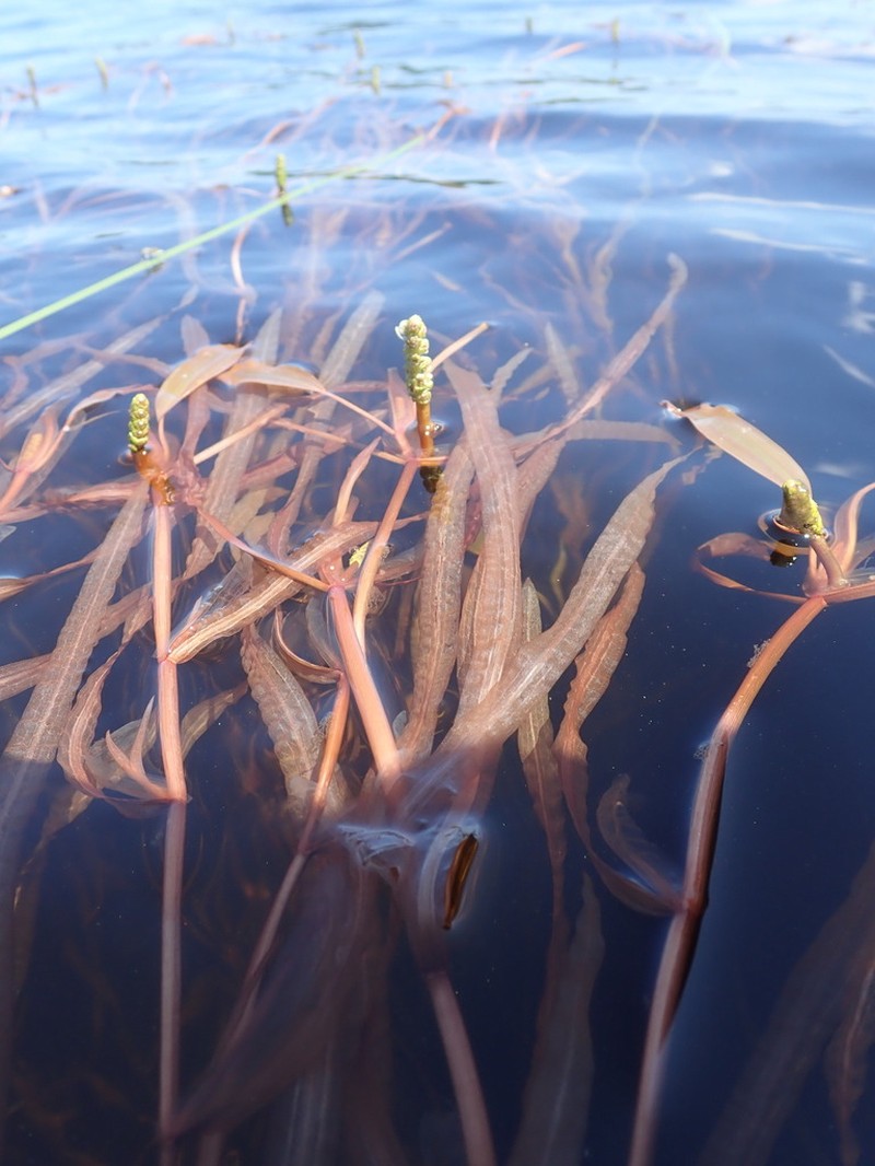 Alpine Pondweed photo 6