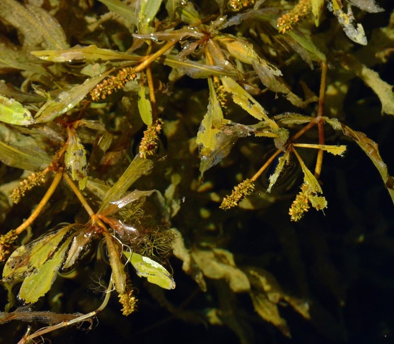 Alpine Pondweed photo 7
