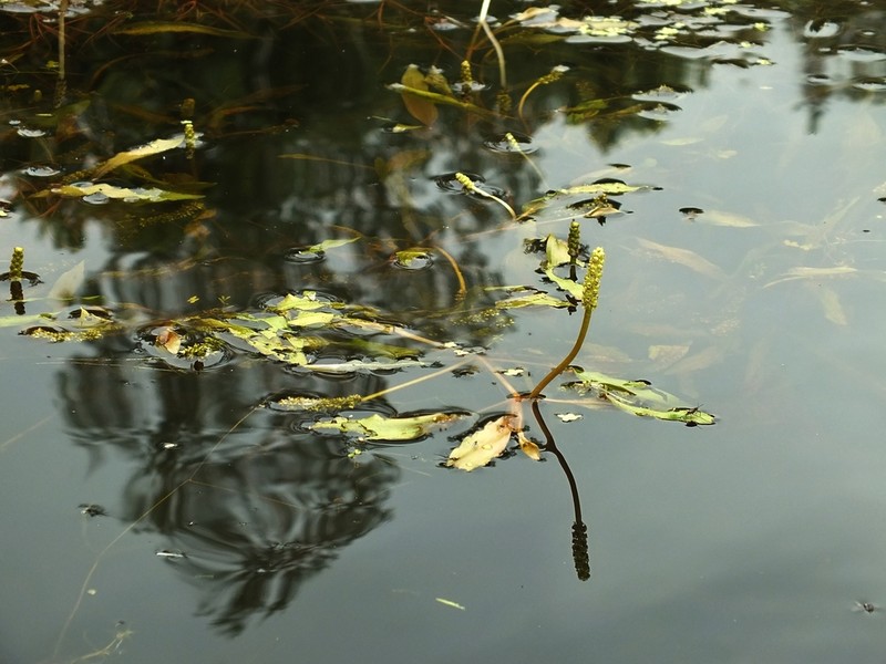 Alpine Pondweed photo 8