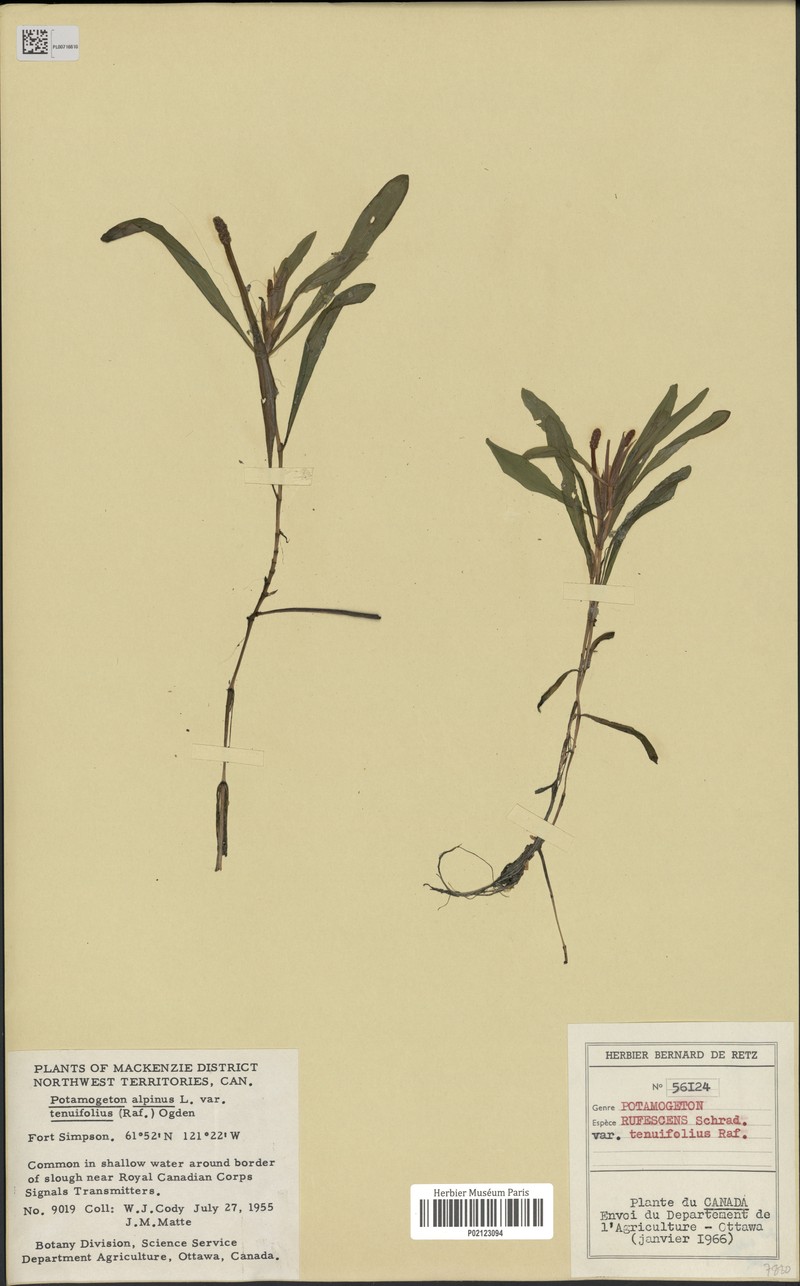Potamogeton alpinus subsp. alpinus