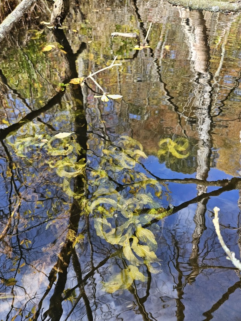 Largeleaf Pondweed photo 6
