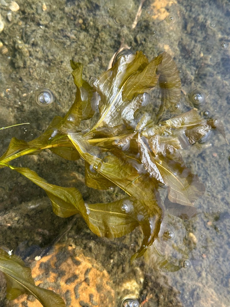 Largeleaf Pondweed photo 7