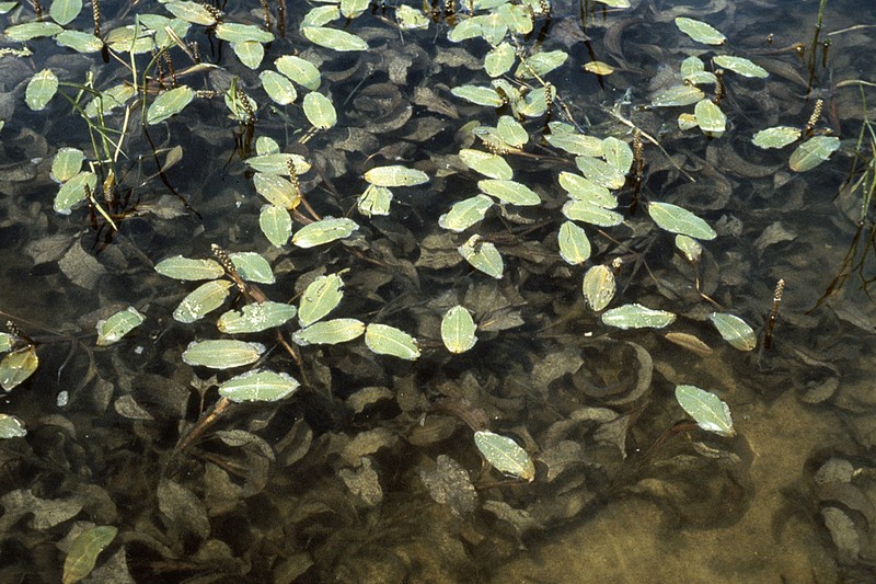 Pondweed