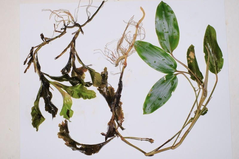 Pondweed photo 2