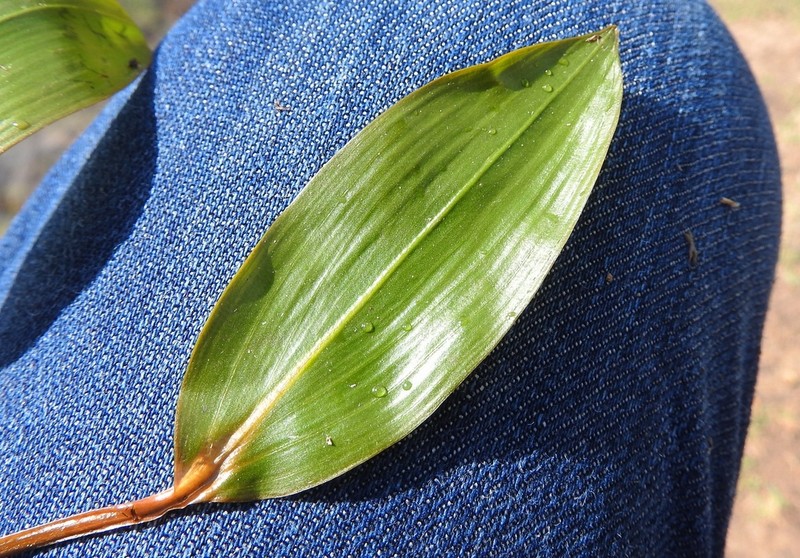Pondweed photo 3