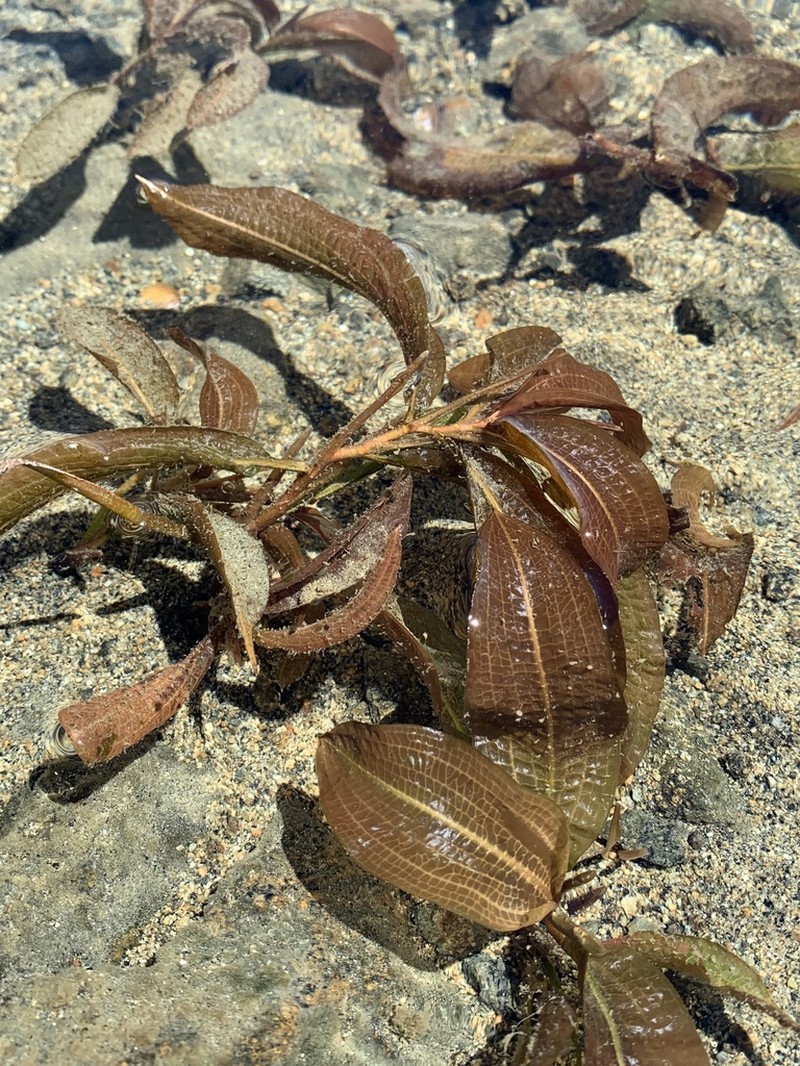 Pondweed photo 4