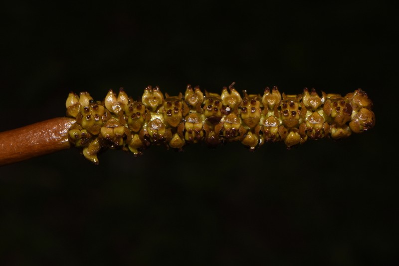 Pondweed photo 5