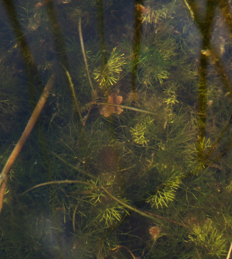 Potamogeton berchtoldii