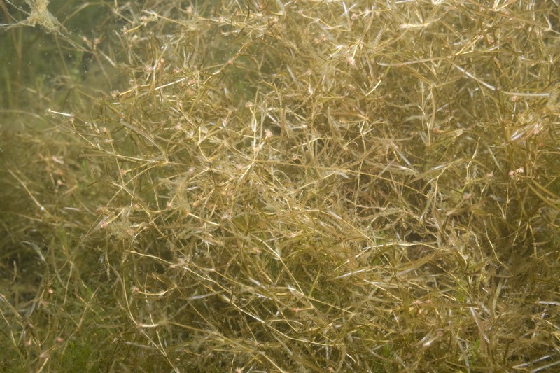 Potamogeton berchtoldii photo 2