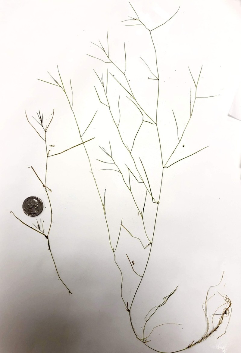 Potamogeton berchtoldii photo 3
