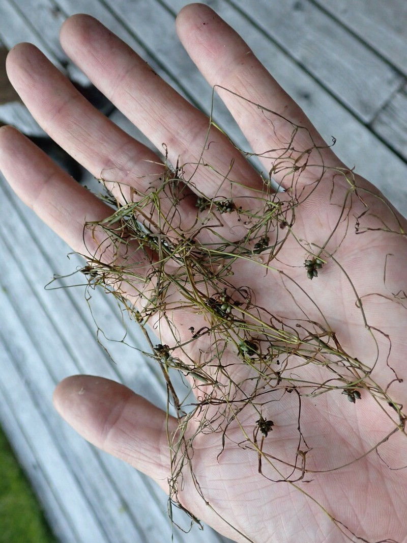 Potamogeton berchtoldii photo 4