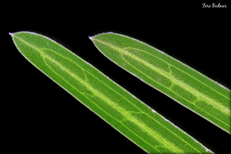 Potamogeton berchtoldii photo 5