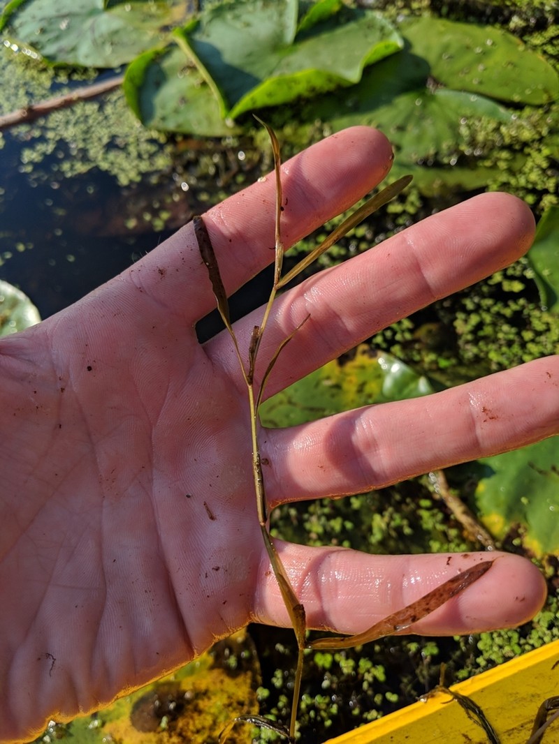 Potamogeton berchtoldii photo 6
