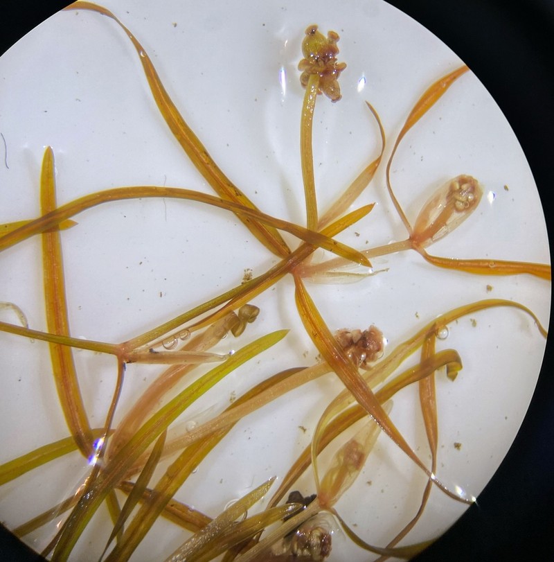 Potamogeton berchtoldii photo 7