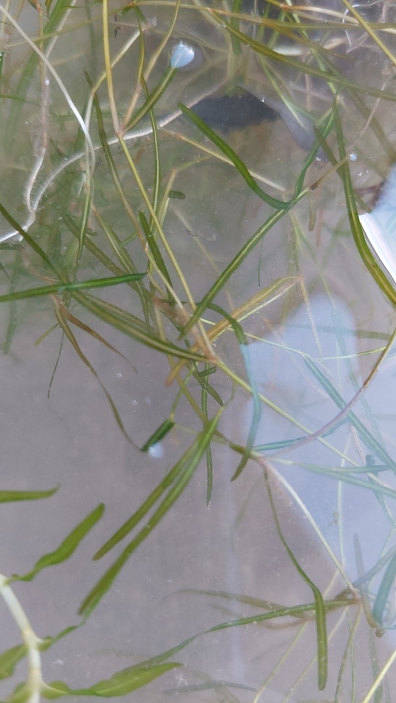 Potamogeton berchtoldii photo 8