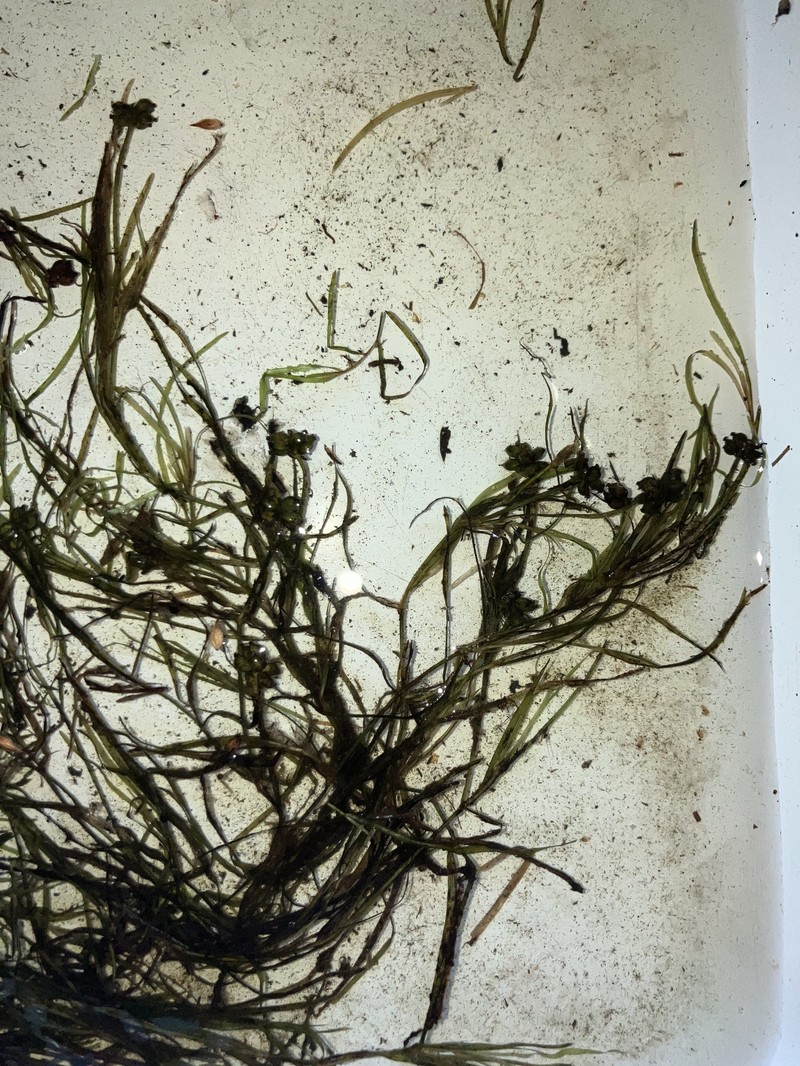 Potamogeton berchtoldii subsp. berchtoldii