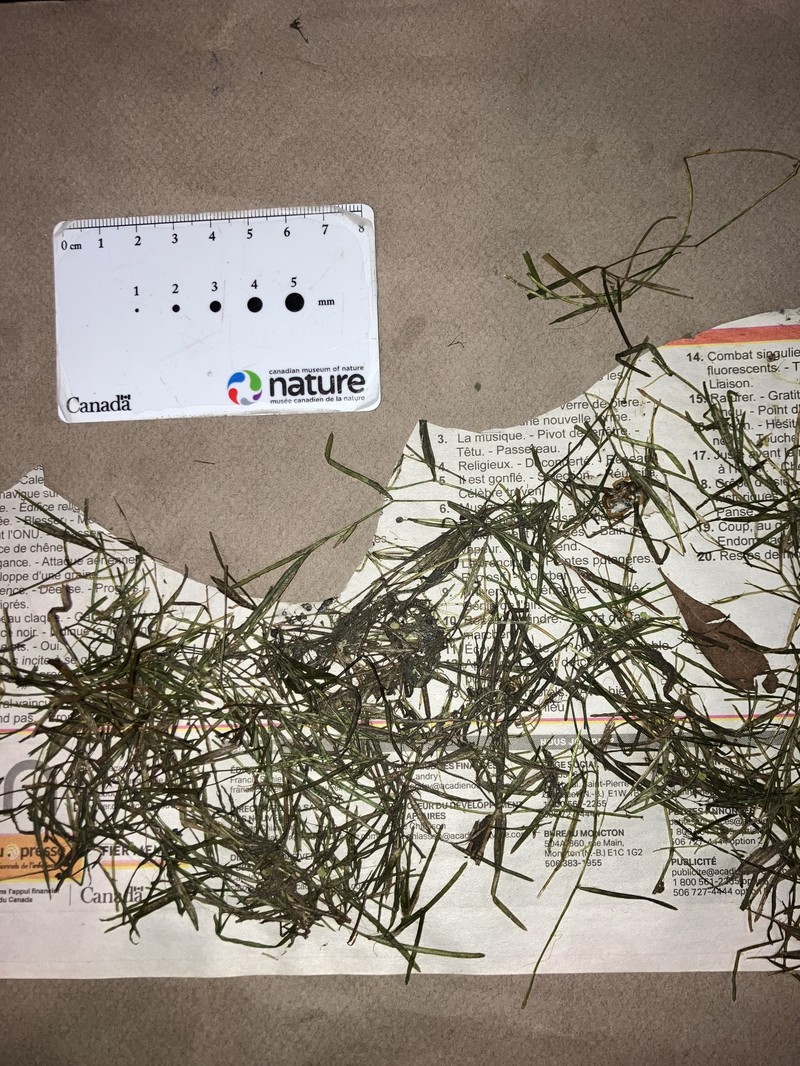 Potamogeton berchtoldii subsp. berchtoldii photo 2
