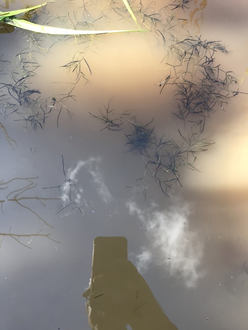 Potamogeton berchtoldii subsp. berchtoldii photo 3