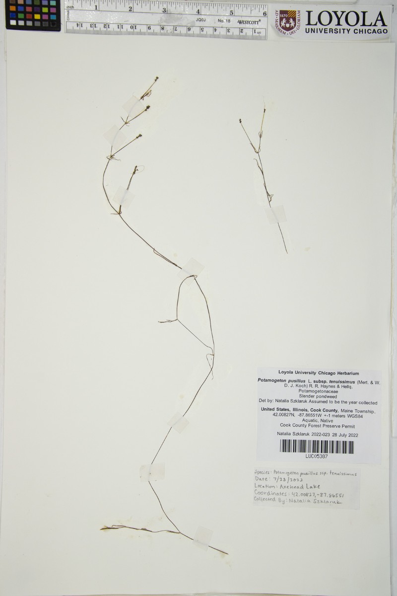 Potamogeton berchtoldii subsp. berchtoldii photo 4