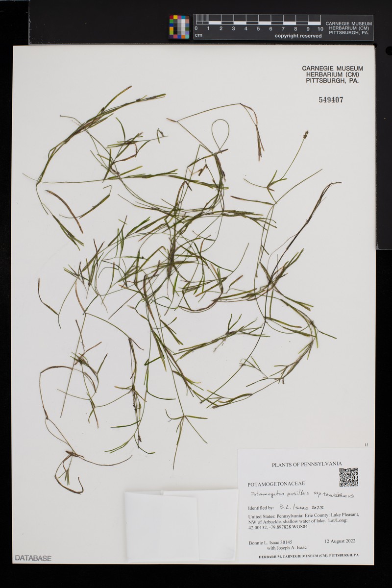 Potamogeton berchtoldii subsp. berchtoldii photo 5
