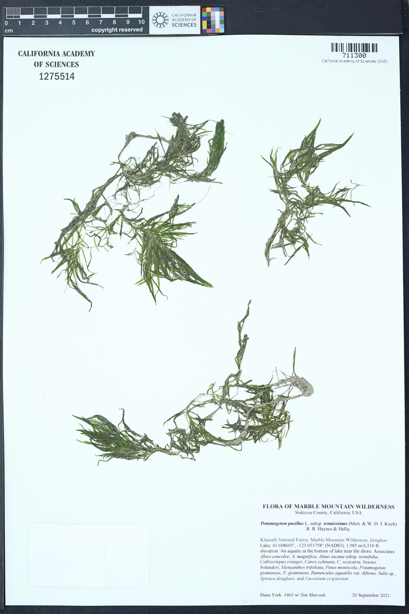Potamogeton berchtoldii subsp. berchtoldii photo 6