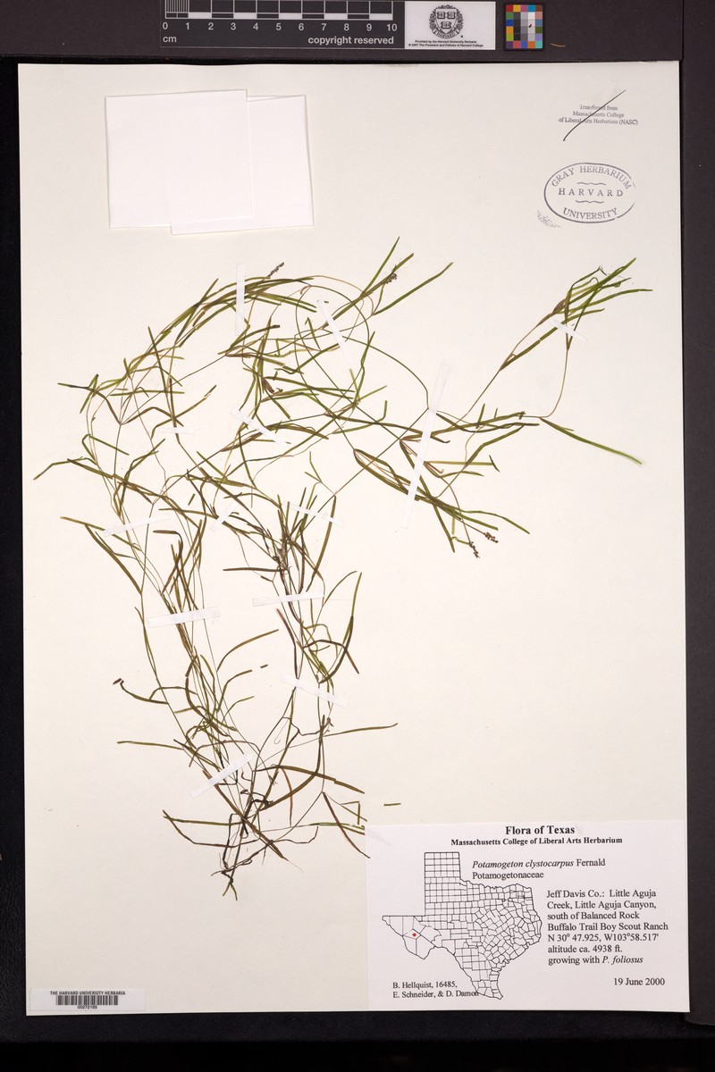 Little Aguja Pondweed photo 2
