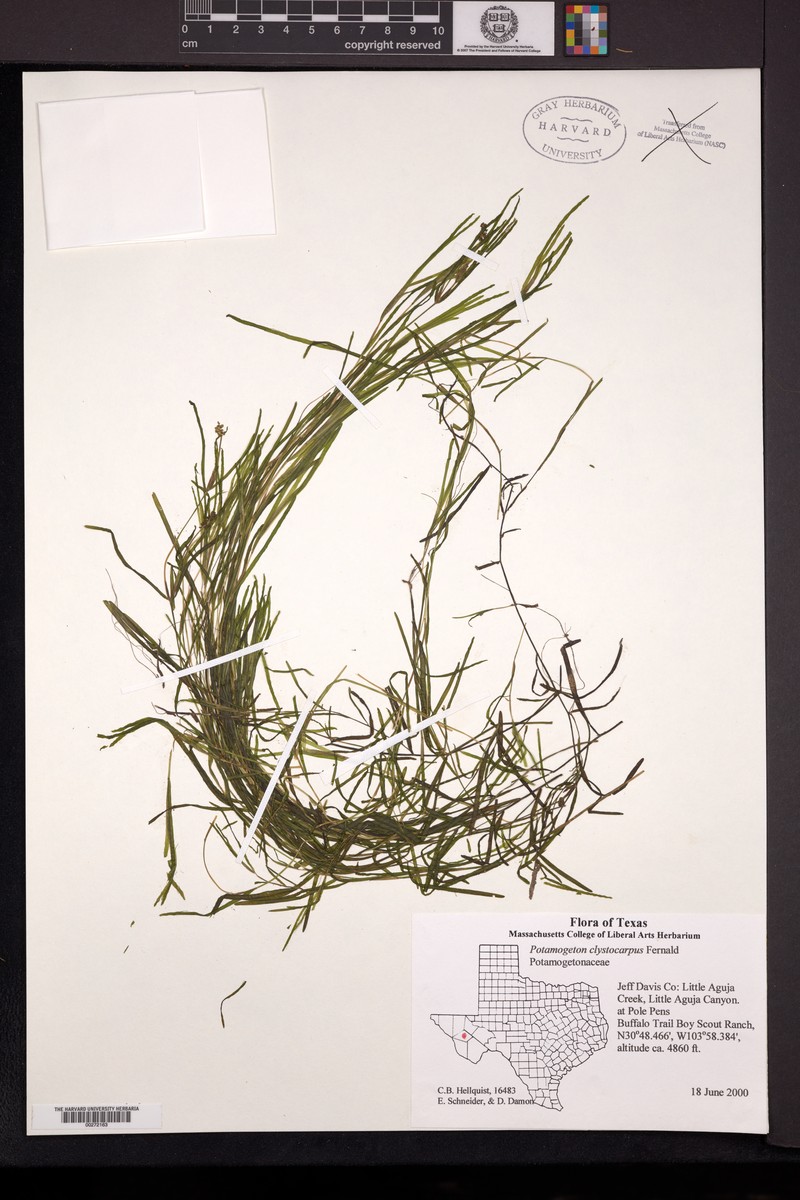 Little Aguja Pondweed photo 4