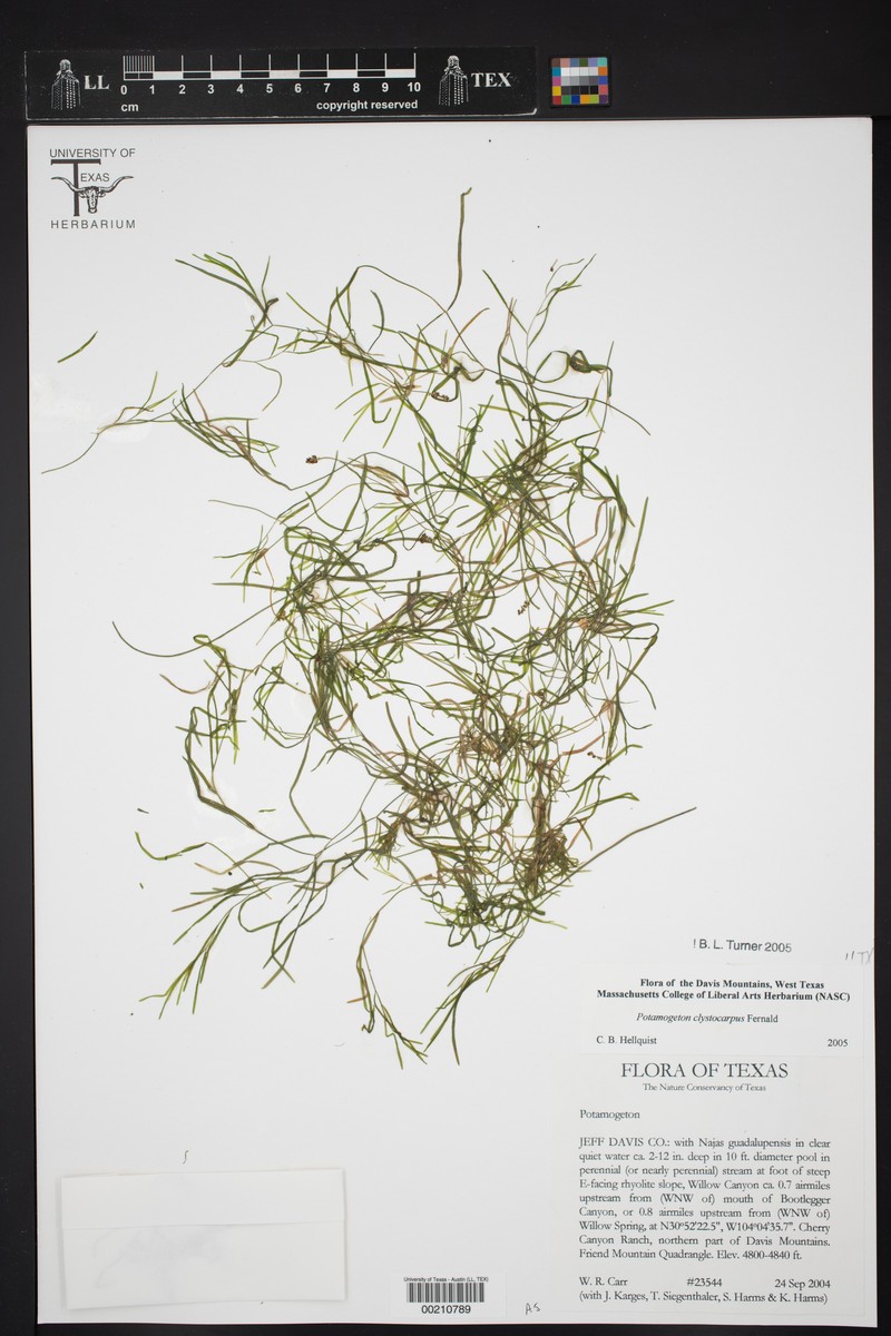 Little Aguja Pondweed photo 5
