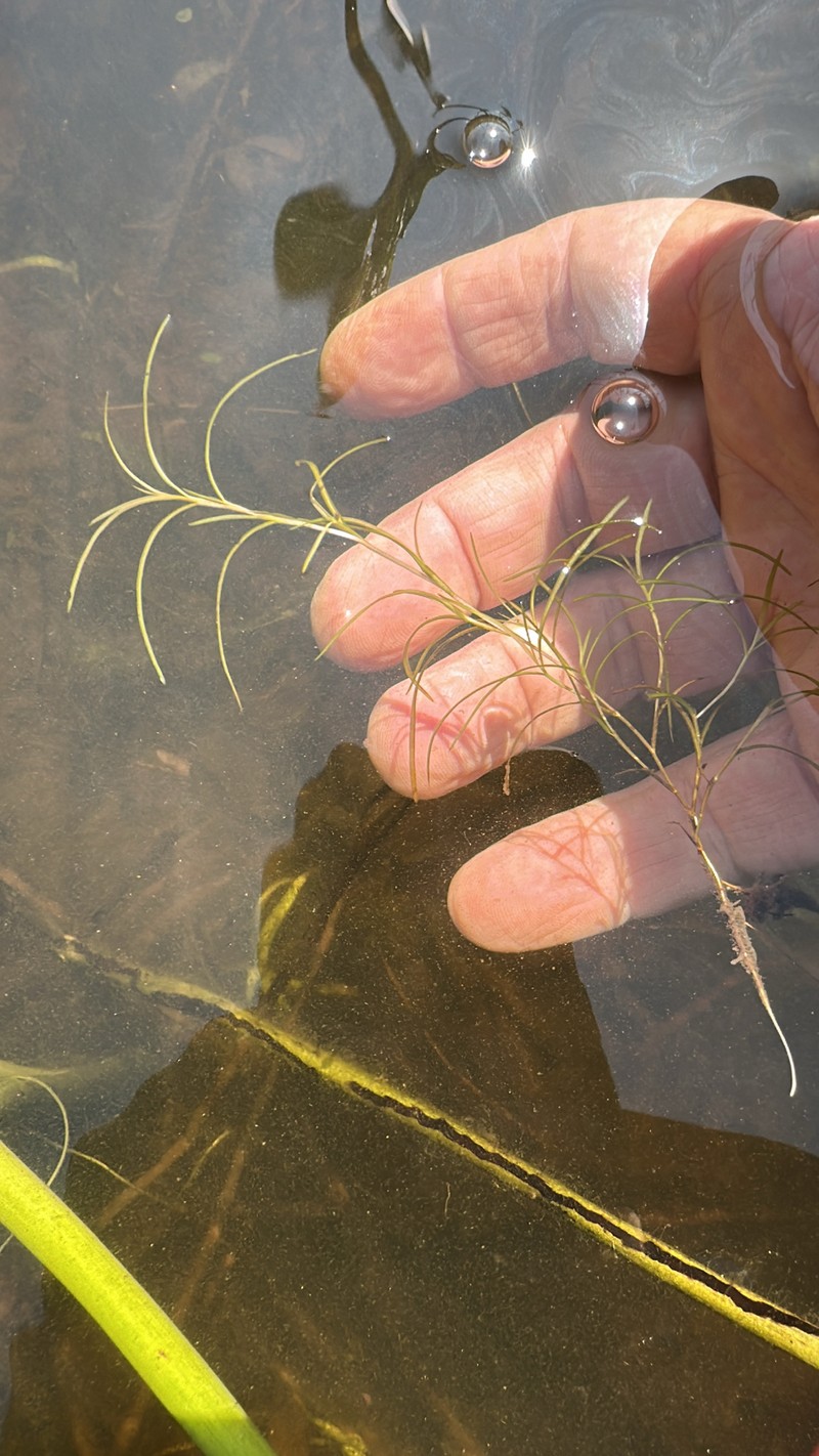Potamogeton berchtoldii subsp. gemmiparus