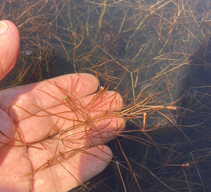 Potamogeton berchtoldii subsp. gemmiparus photo 2