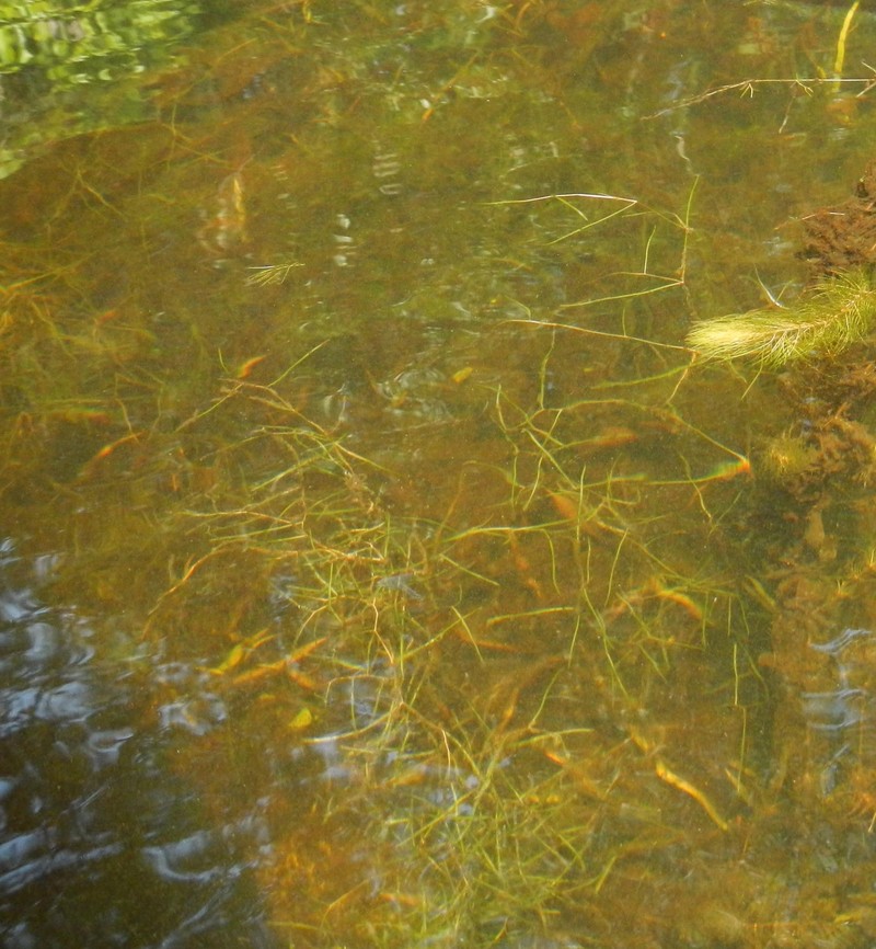 Potamogeton berchtoldii subsp. gemmiparus photo 3