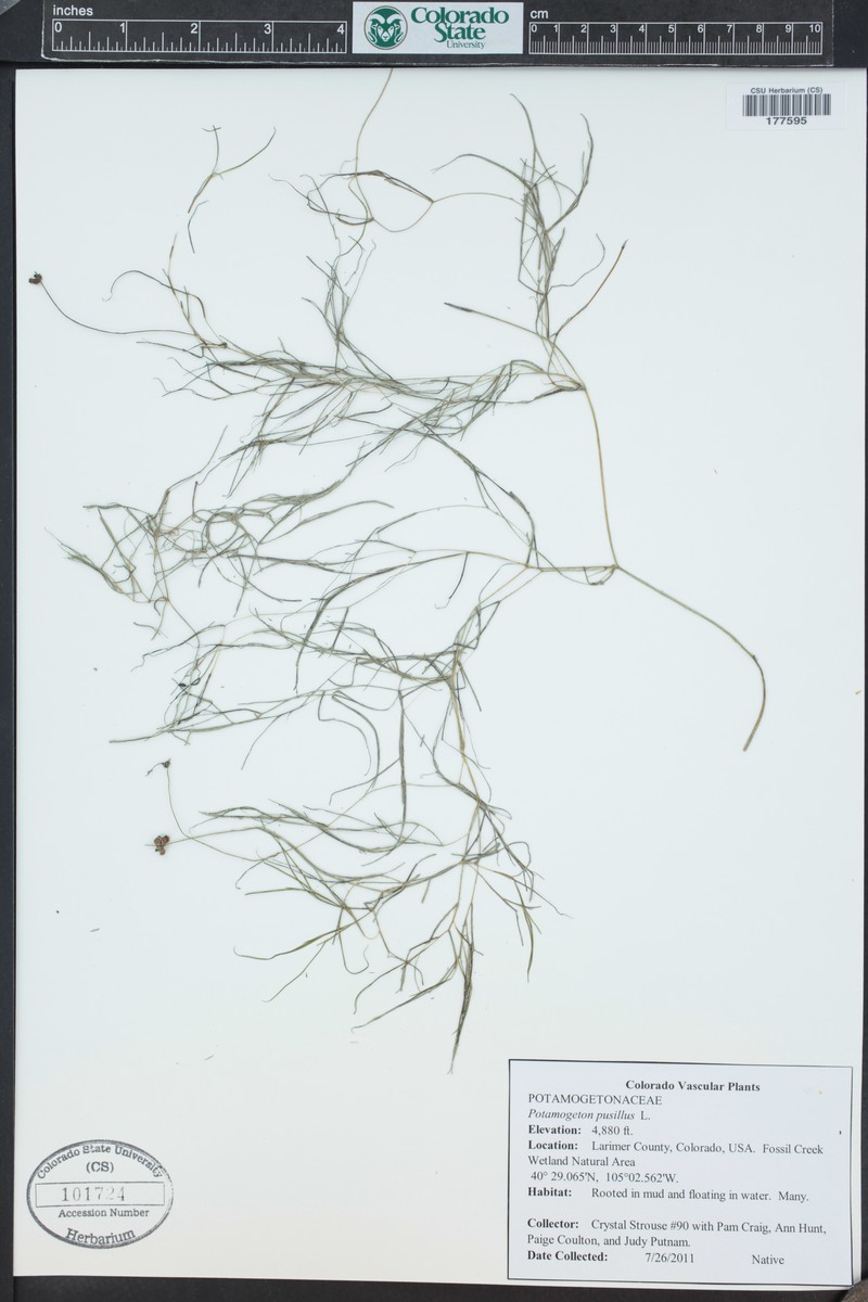 Potamogeton berchtoldii subsp. gemmiparus photo 4