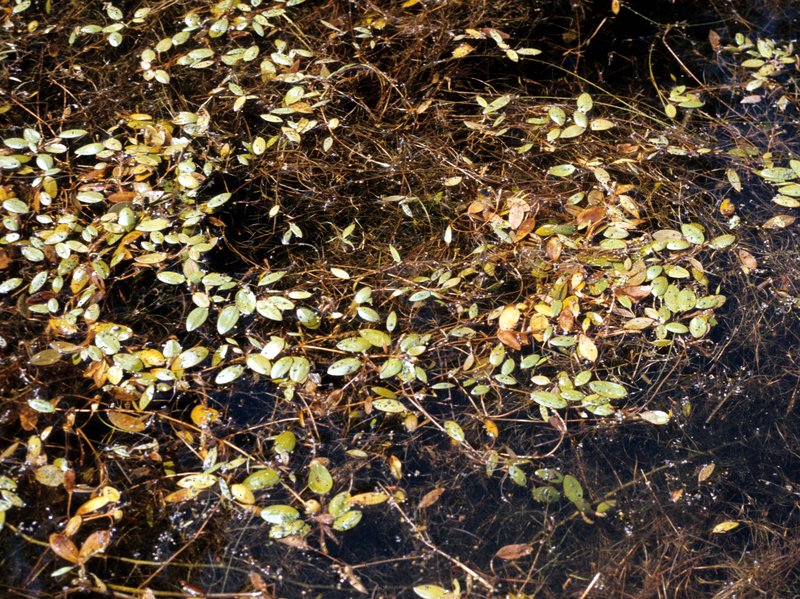 Snailseed Pondweed
