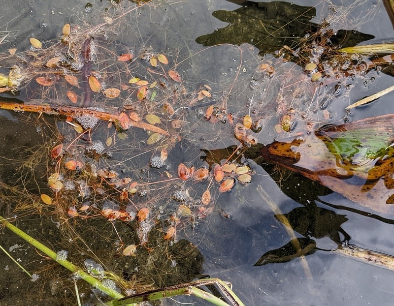 Snailseed Pondweed