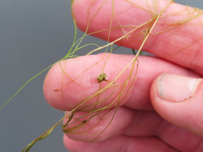 Snailseed Pondweed photo 2
