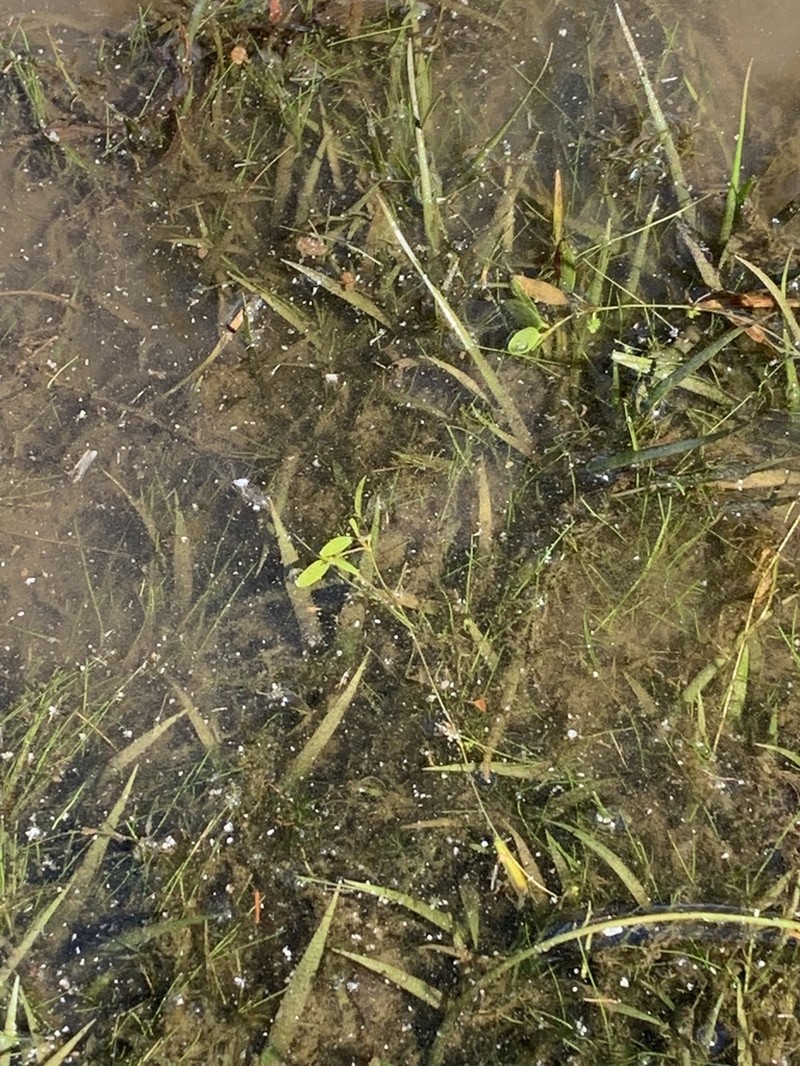 Snailseed Pondweed photo 3