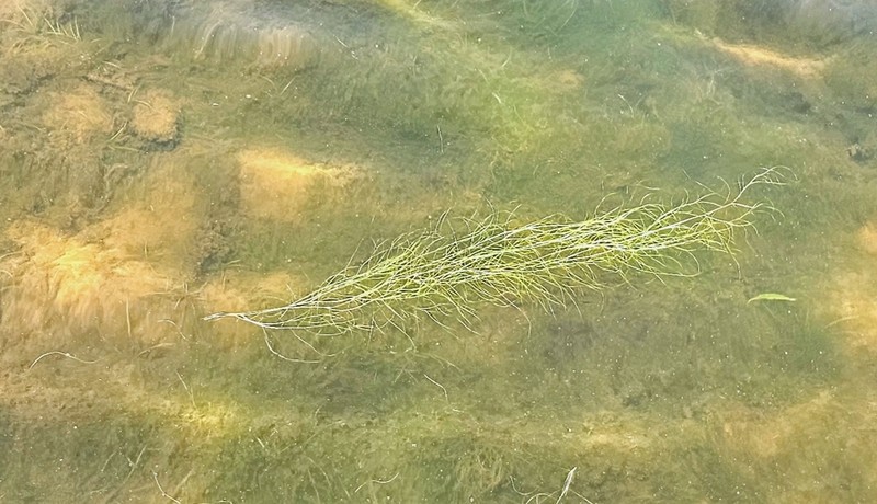 Snailseed Pondweed photo 4
